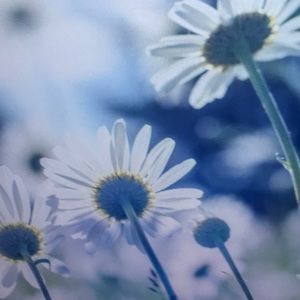 Meet your Posher, Anton